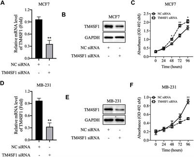 Transmembrane 4 L Six Family Member 1 Suppresses Hormone Receptor-–Positive, HER2-Negative Breast Cancer Cell Proliferation